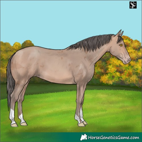 Horse Color:Amber Champagne Merle 