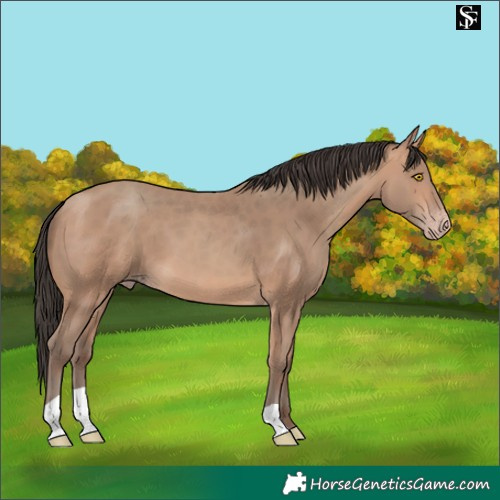 Horse Color:Amber Champagne 