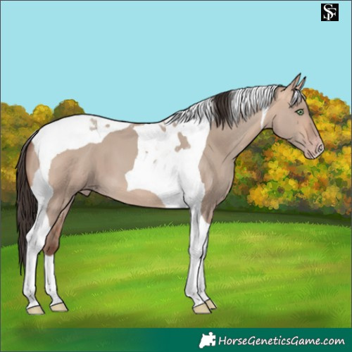 Horse Color:Amber Champagne Dun Tobiano