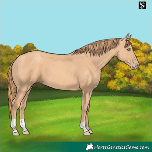 Horse Color:Gold Champagne 