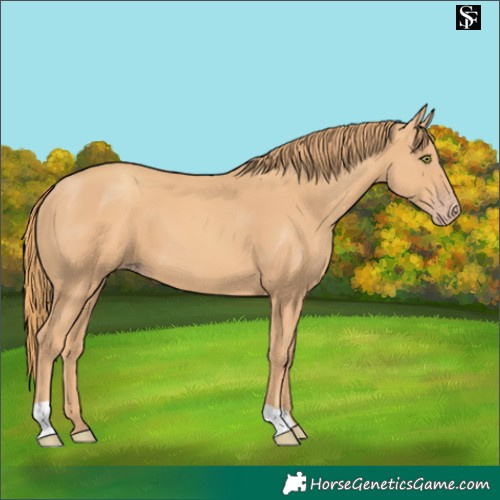 Horse Color:Gold Champagne 