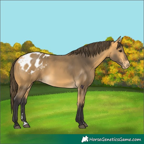 Horse Color:Buckskin Appaloosa