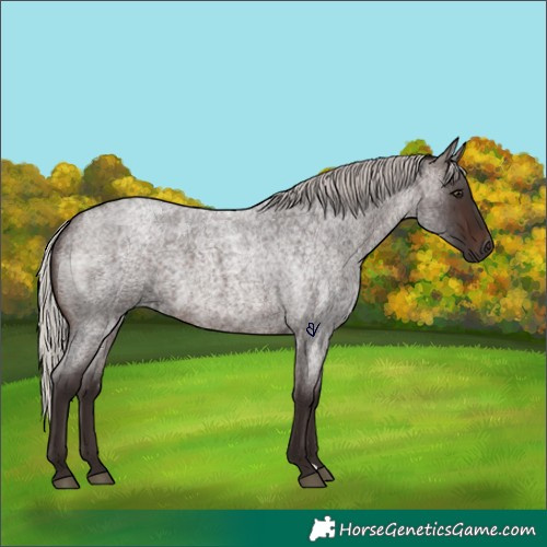 Horse Color:Silver Brown Roan 