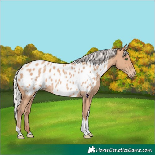 Horse Color:Silver Amber Champagne Tobiano Appaloosa Rabicano