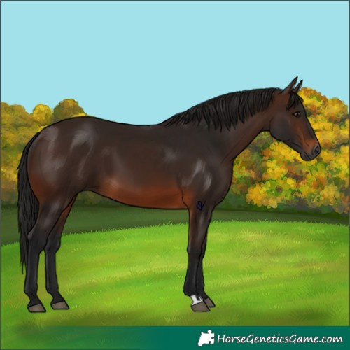 Horse Color:Gray Bay 