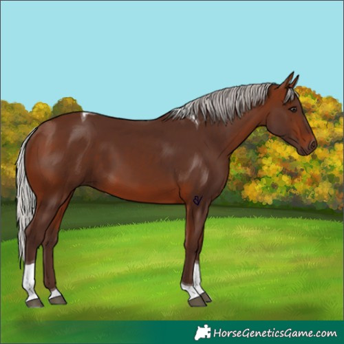Horse Color:Silver Brown Tobiano 
