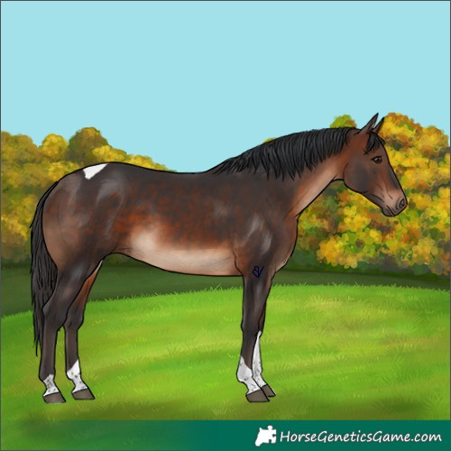 Horse Color:Brown Tobiano 