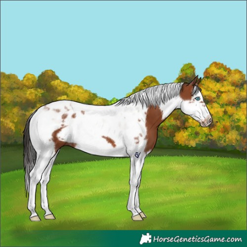Horse Color:Bay Splash Tobiano Frame