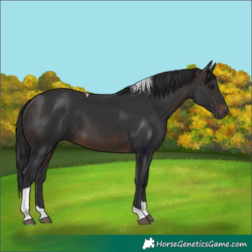 Horse Color:Brown Tobiano