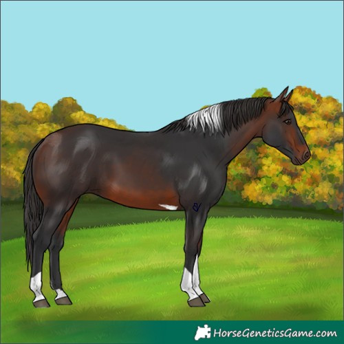 Horse Color:Bay Tobiano 