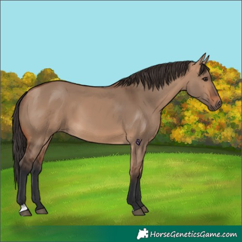 Horse Color:Bay Dun
