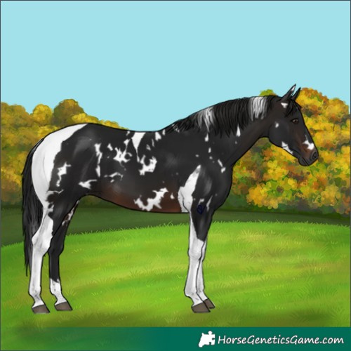 Horse Color:Gray White Spotted Brown Tobiano 