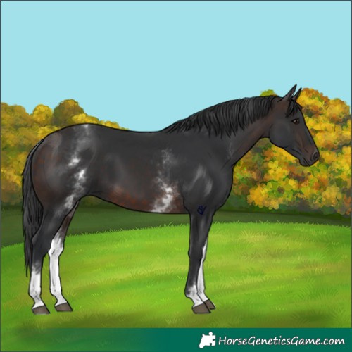 Horse Color:White Spotted Brown