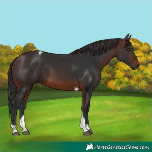 Horse Color:Brown Tobiano