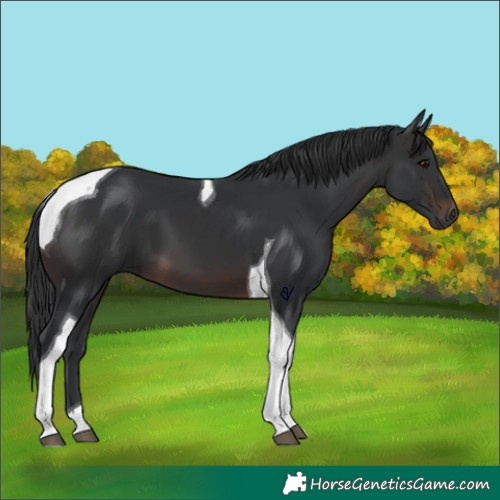 Horse Color:Brown Tobiano