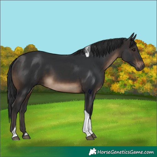 Horse Color:Brown Tobiano 