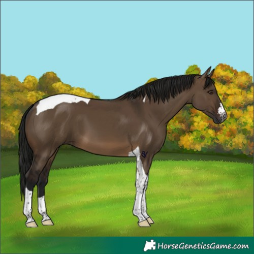 Horse Color:Gray Brown Dun Tobiano