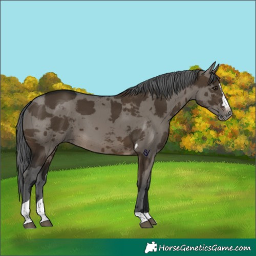 Horse Color:Gray Brown Dun Merle Splash Tobiano 