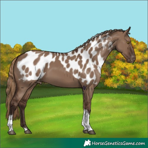 Horse Color:Liver Red Dun Tobiano Skewed Appaloosa Rabicano