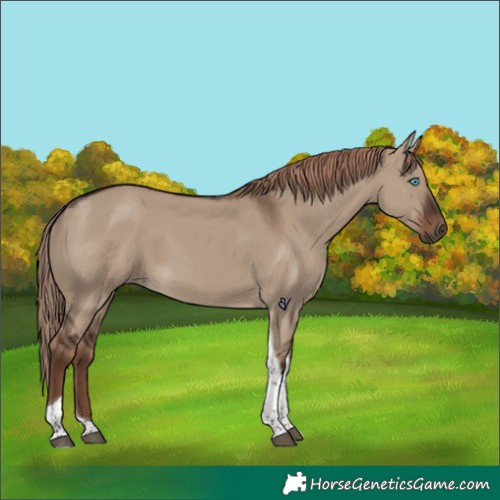 Horse Color:Liver Red Dun Tobiano Rabicano