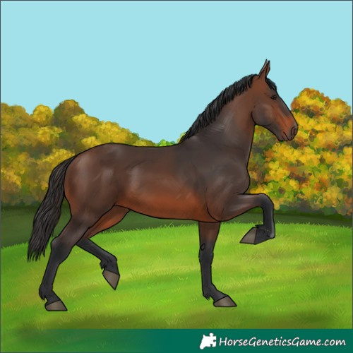 Horse Color:Brown 