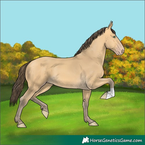Horse Color:Amber Cream Champagne 