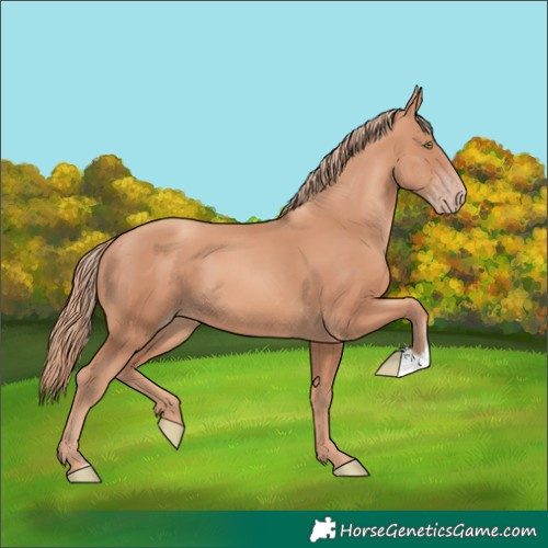 Horse Color:Gold Champagne