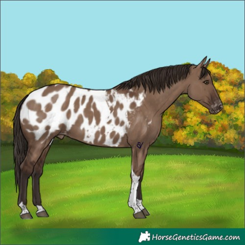 Horse Color:Liver Red Dun Tobiano Blanket Rabicano