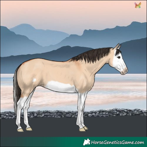 Horse Color:Bay Dun Splash Frame