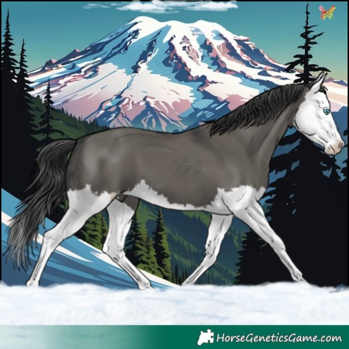 Horse Color:Grullo Splash 