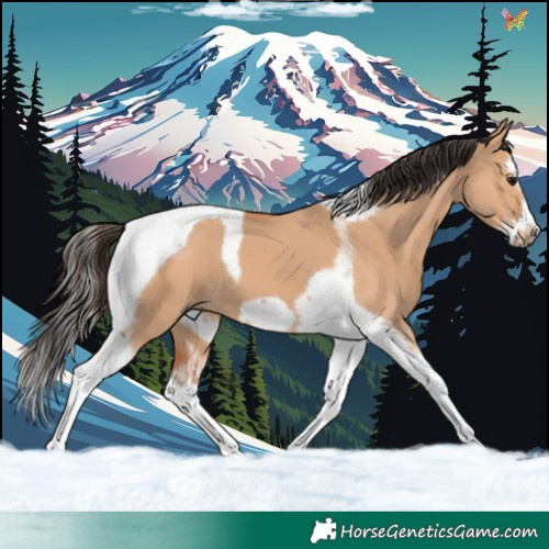 Horse Color:Bay Dun Splash Tobiano Frame 