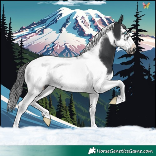 Horse Color:Black Splash Tobiano Frame 
