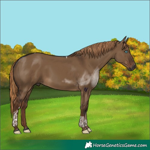 Horse Color:Gray Liver Red Dun Tobiano