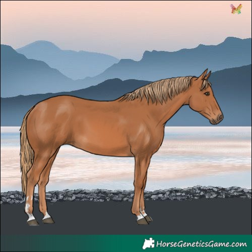 Horse Color:Chestnut 