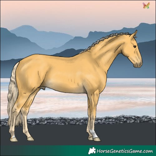 Horse Color:Palomino 