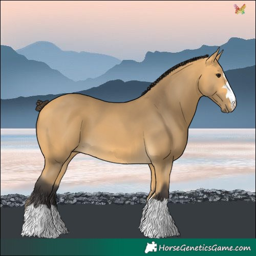 Horse Color:Buckskin