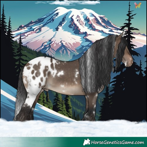 Horse Color:White Spotted Brown Dun Appaloosa 