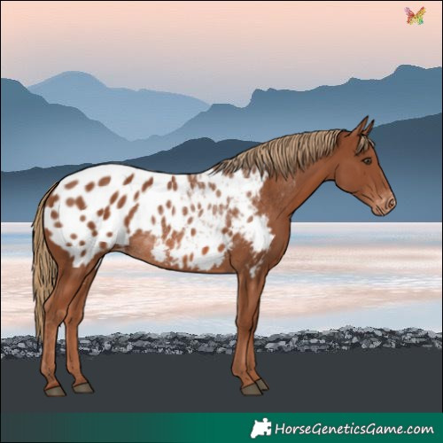 Horse Color:Chestnut Blanket
