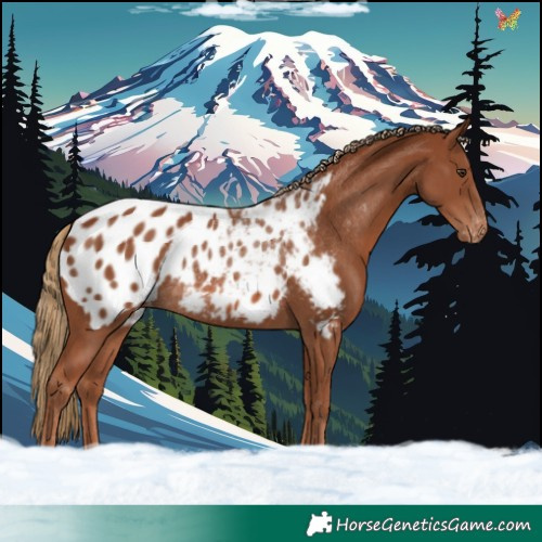 Horse Color:Chestnut Appaloosa