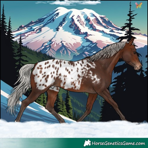 Horse Color:Silver Brown Appaloosa