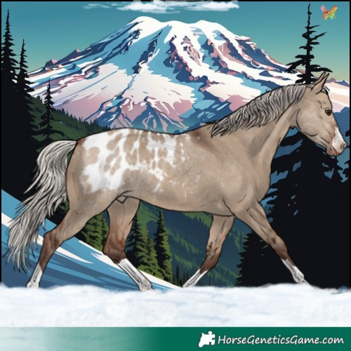 Horse Color:Silver Brown Dun Blanket 