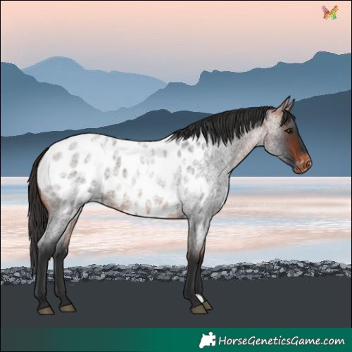 Horse Color:Bay Roan Blanket 
