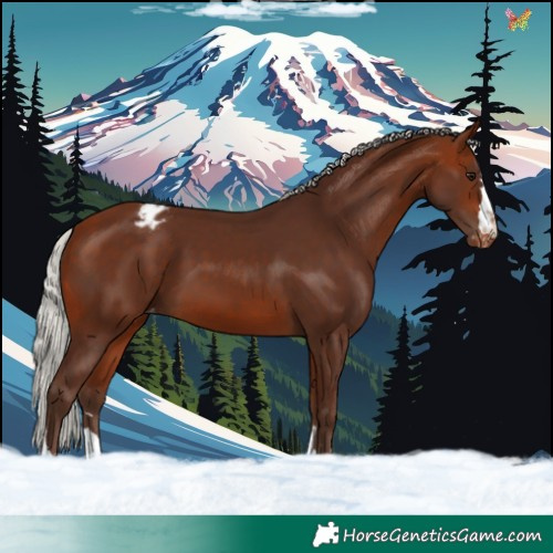 Horse Color:Silver Bay Appaloosa 