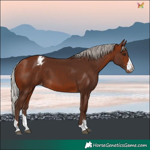 Horse Color:Silver Bay Varnish