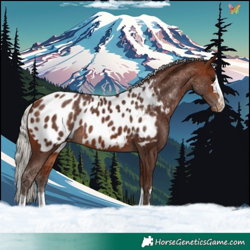 Horse Color:Silver Bay Appaloosa 