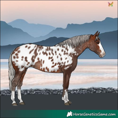 Horse Color:Silver Bay Near Leopard