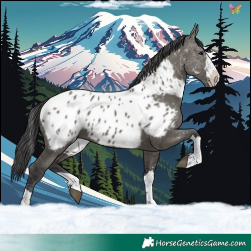 Horse Color:Grullo Appaloosa 