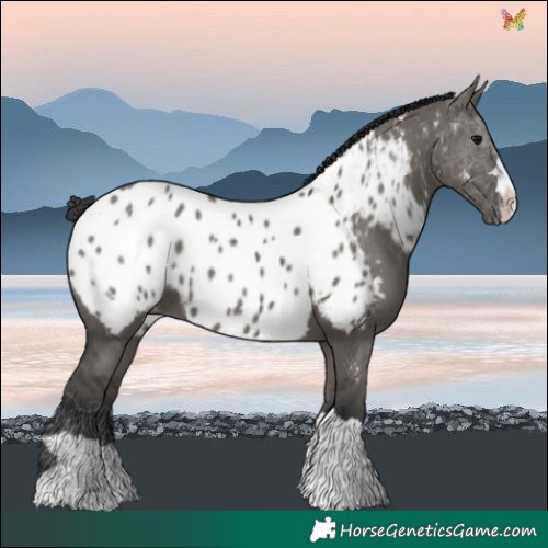 Horse Color:Grullo Near Leopard