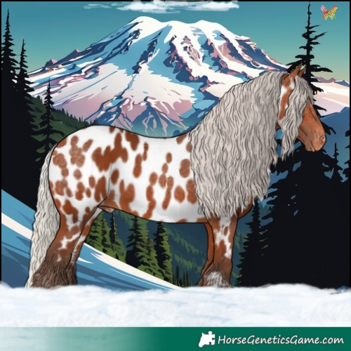 Horse Color:Silver Bay Appaloosa