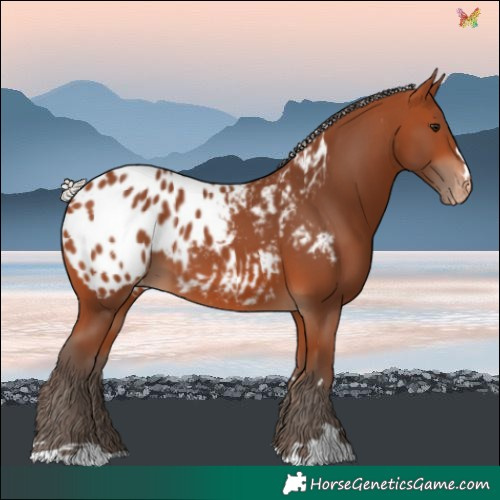 Horse Color:Silver Bay Blanket